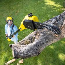 Best Root Management and Removal  in Mclean, VA