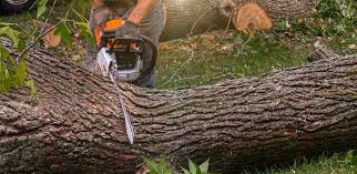 Best Storm Damage Tree Cleanup  in Mclean, VA
